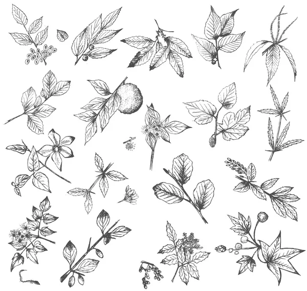Set of hand drawn plants isolated on white — Stock Vector