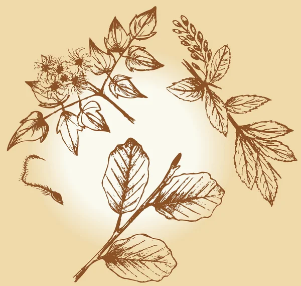 Набор старинных растений ручной работы — стоковый вектор