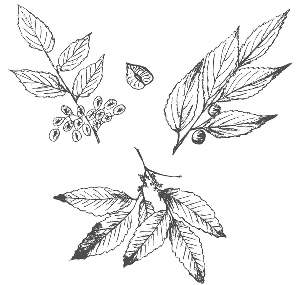 Conjunto de plantas desenhadas à mão isoladas sobre branco — Vetor de Stock