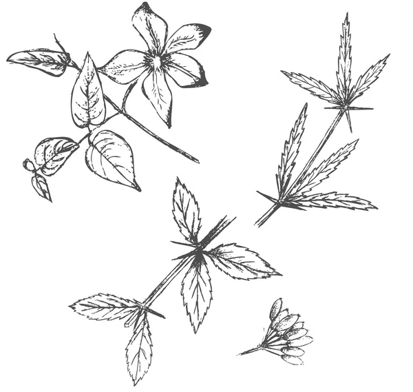 Set von handgezeichneten Pflanzen isoliert auf weiß — Stockvektor