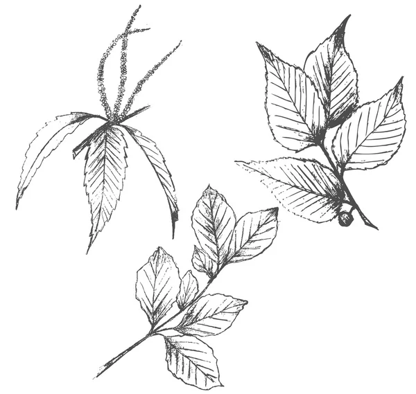 Sada ručně kreslenou rostlin izolovaných na bílém — Stockový vektor