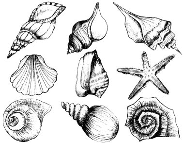 Beyaz arka plan üzerinde izole çeşitli seashell resimler çizilmiş koleksiyonu el 