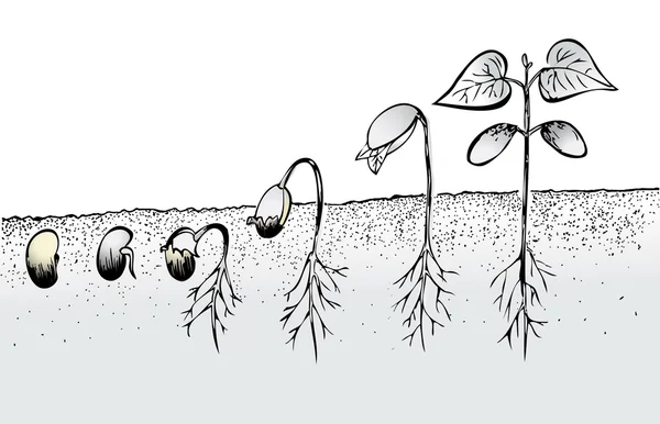 Fasulye tohum çimlenmesi üzerine beyaz izole — Stok Vektör