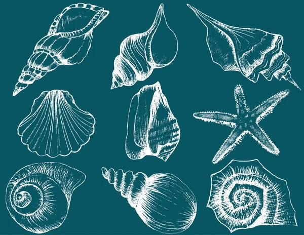 Çeşitli deniz kabuğu resimler çizilmiş koleksiyonu el — Stok Vektör