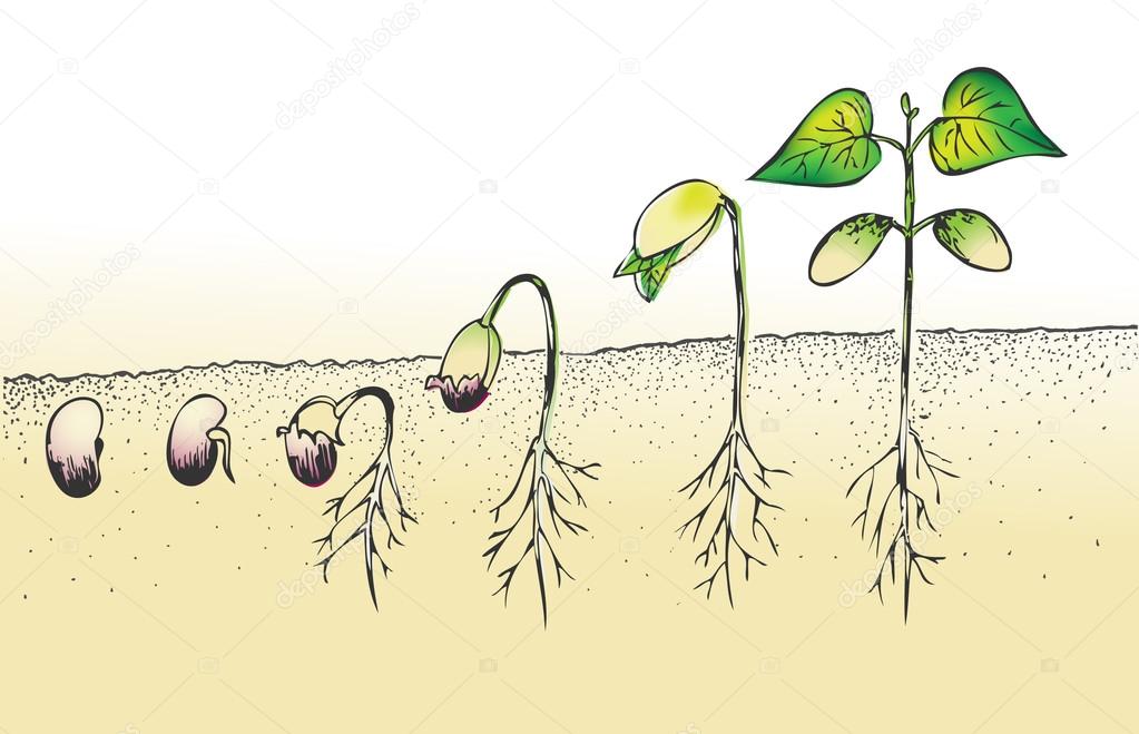 Этапы роста и развития растения. Цикл прорастания фасоли. Этапы прорастания семени Боба. Схема прорастание Боба. Этапы роста семян.