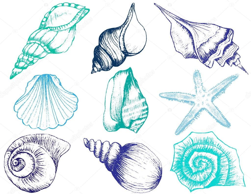 Hand drawn collection of various seashell illustrations isolated on white background 