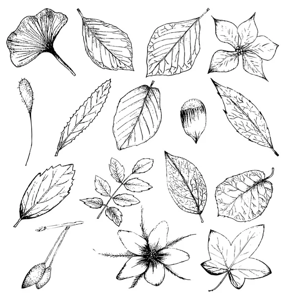 Collection of hand drawn plants, leaves and flowers — Stock Vector