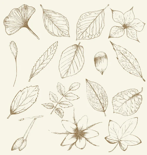Raccolta di piante disegnate a mano, foglie — Vettoriale Stock