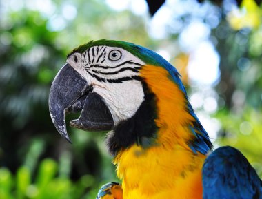 Yungle sarı ve mavi papağan