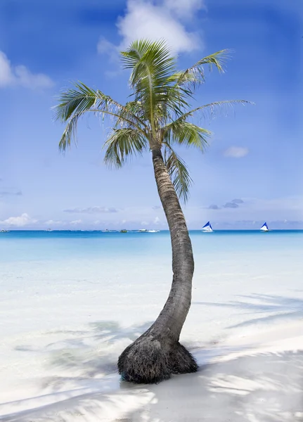 Trópusi strand pálmafával és homokkal — Stock Fotó