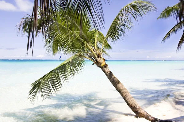 Praia tropical com palmeira e areia — Fotografia de Stock