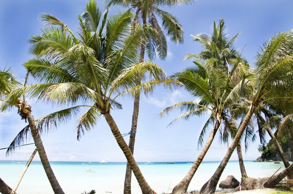 Praia tropical com palmeira e areia — Fotografia de Stock
