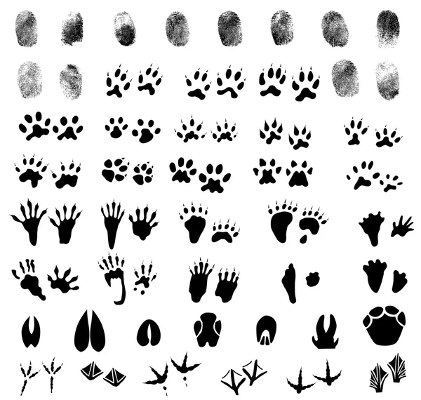 Collection of fingerprints, animal and bird trails — Stock Vector
