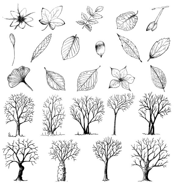 Set of hand drawn plants and trees isolated on white
