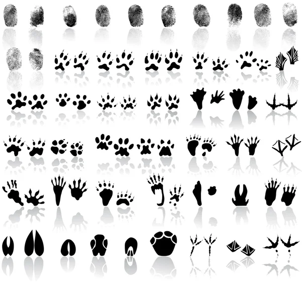 Collection of fingerprints, animal and bird trails — Stock Vector