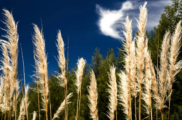 Eine Gruppe Von Pampasgrasblumen Empfängt Das Morgenlicht Der Sonne Gefangen — Stockfoto