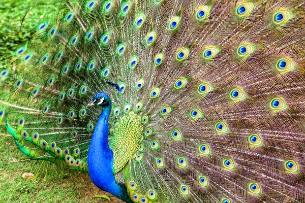 Fotografía Cerca Los Múltiples Ojos Las Plumas Peafowl Indio Pavo —  Fotos de Stock