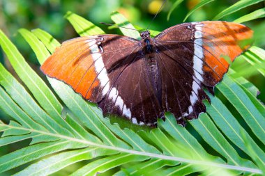 Paslı bir sayfa kelebeğinin makro fotoğrafçılığı büyük bir yaprağın üzerine serilmişti. Güney Kolombiya 'nın And Dağları' nda yakalandı..
