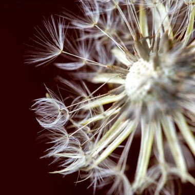Karahindiba tohumu başı ve papirüsün makro fotoğrafı. Orta Kolombiya 'nın And Dağları' nda yakalandılar..
