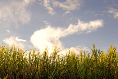 Orta Kolombiya 'nın And Dağları' nda günbatımının ışığıyla aydınlatılan bazı kral çim bıçaklarının çoklu pozları..