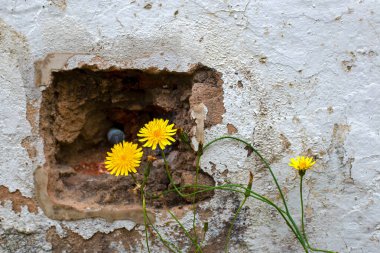 Çöken duvar, Orta Kolombiya 'nın And Dağları' ndaki sömürge şehri Villa de Leyva 'nın bir sokağındaki karahindiba çiçeklerinin güzelliğiyle çelişiyor..