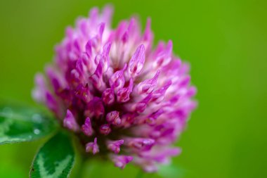 Orta Kolombiya 'nın And Dağları' ndaki yeşil bir arka planda yakalanmış kırmızı yonca çiçeğinin makro fotoğrafları..
