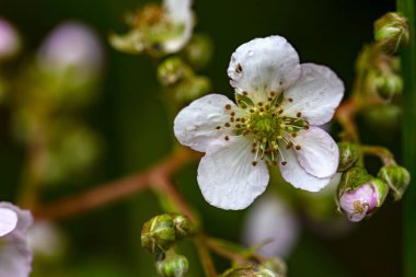 Böğürtlen çiçeğinin makro fotoğrafı. Tomurcuğun altında küçük bir yengeç örümceği var. Orta Kolombiya 'nın And Dağları' nda yakalandılar..