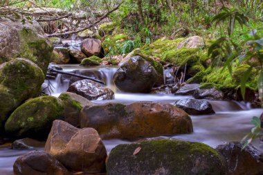 Kolombiya And Dağları 'nın orta kesimindeki sömürge kasabası Villa de Leyva yakınlarındaki bir dağ geçidinde soğuk akıntıya maruz kalmışlar..