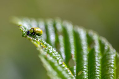 Alaca yaprağıyla beslenen benekli bir salatalık böceğinin makro fotoğrafı. Orta Kolombiya 'nın And Dağları' nda yakalandılar..