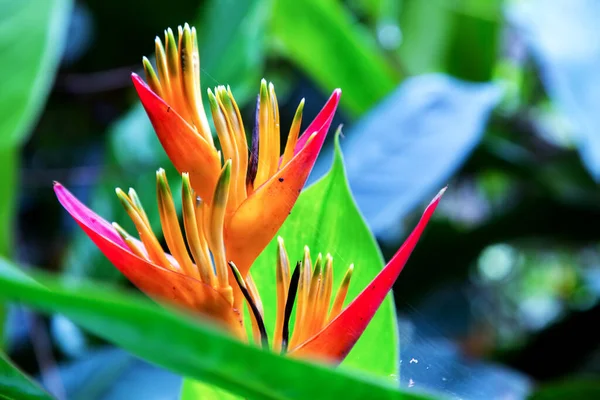 Makrofotografia Egzotycznego Kwiatu Helikonii Schwytany Górach Andyjskich Południowej Kolumbii — Zdjęcie stockowe