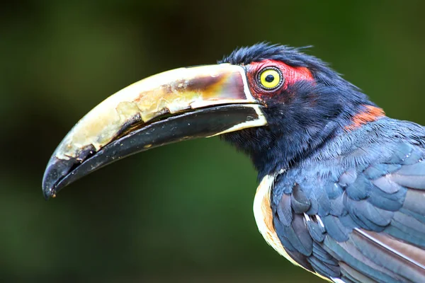Kafanın yakın plan portresi ve güzel bir Aracari 'nin faturası. Karayipler kıyısındaki Kartagena, Kolombiya 'da bir ormanda yakalandı..