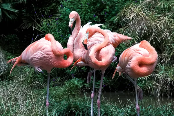 Photographie Groupe Quatre Flamants Roses Américains Plateau Pour Éviter Chaleur — Photo