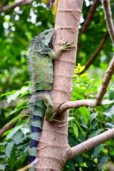 Green Iguana Climbing Tree Forest Caribbean Sea Coast Cartagena Colombia — Stock Photo, Image