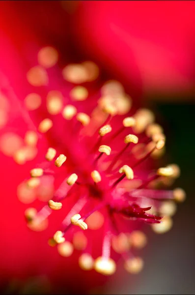 Fotografía Macro Las Delicadas Anteras Una Flor Hibisco Capturado Las —  Fotos de Stock