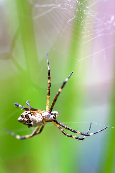 Macro Photographie Une Argiope Argentée Suspendue Toile Presque Terminée Capturé — Photo