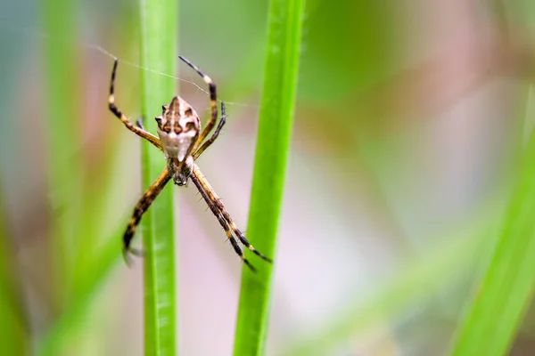 Makro Fotografie Stříbrného Argiopského Pavouka Který Proplétá Svou Pavučinou Mezi — Stock fotografie