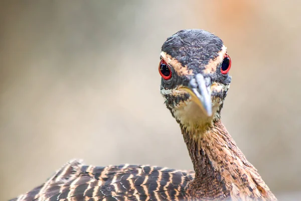 Fotografía Cerca Los Ojos Rojos Pájaro Soleado Fotografiado Cerca Costa —  Fotos de Stock