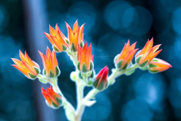 Macro Photographie Minuscules Belles Fleurs Plantes Succulentes Echeveria Commencent Fleurir — Photo