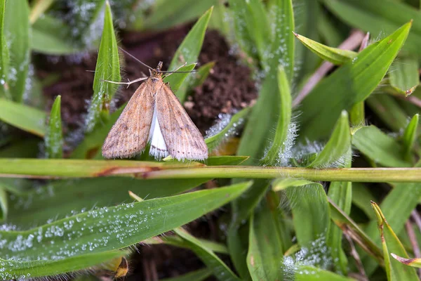 Fotografía Macro Una Pequeña Polilla Marrón Descansando Sobre Hierba Cubierta — Foto de Stock