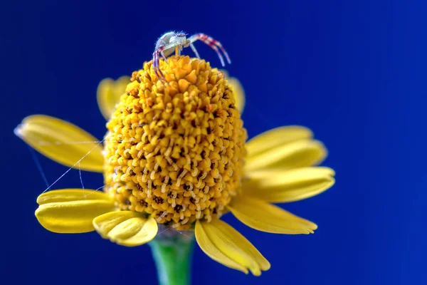 Makro Fotografie Kraba Pavouka Kráčejícího Žlutém Květu Modrém Pozadí Zajat — Stock fotografie