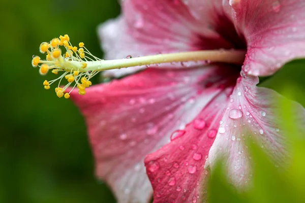 Macro Photography Hibiscus Flower Some Morning Dew Drops Captured Andean — Stock Photo, Image