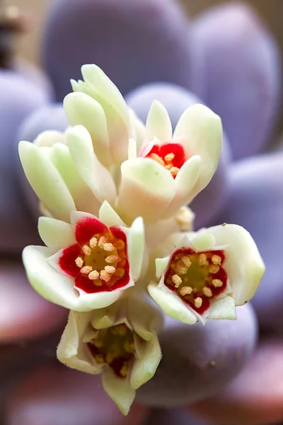 Fotografia Macro Algumas Flores Plantas Suculentas Graptopetalum Capturado Nas Montanhas — Fotografia de Stock