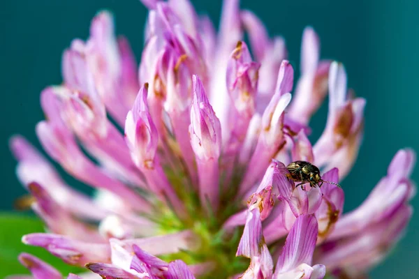 Makro Fotografie Hnědé Berušky Kráčející Květině Červeného Jetele Zajat Andských — Stock fotografie