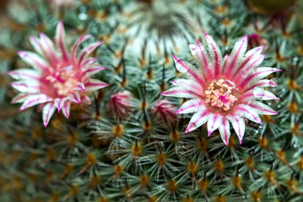 Macro Fotografia Fiore Cactus Mammillaria Con Gocce Rugiada Fotografie Sulle — Foto Stock