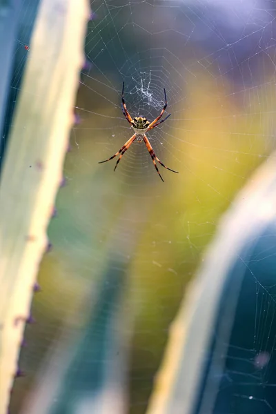 Makro Fotografie Stříbrného Argiopského Pavouka Visícího Pavučiny Mezi Dvěma Listy — Stock fotografie