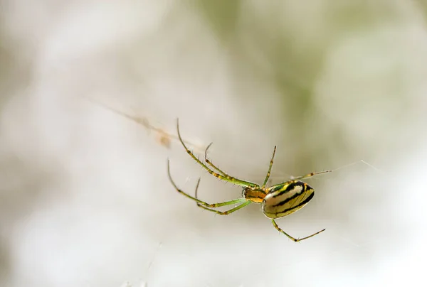 Fotografía Macro Hermosa Araña Orquídea Colgando Tela Jardín Las Montañas — Foto de Stock