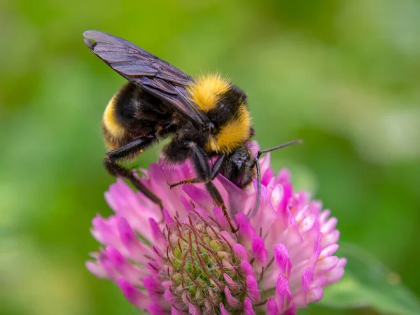 Macro photography of a bumblebee feeding from a red clover flower. Captured at the Andean mountains of central Colombia.
