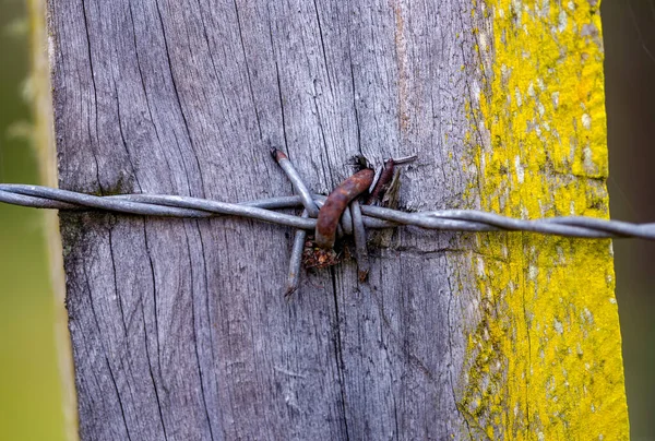 Tahta bir direğe çivilenmiş dikenli tel parçasının makro fotoğrafı. Orta Kolombiya 'nın And Dağları' nda yakalandılar..