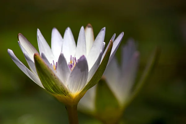 Close Fotografie Van Een Witte Waterlelie Bloemenopening Met Het Zonlicht — Stockfoto