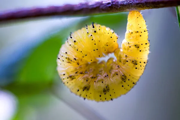 Metamorfoz Döneminin Başında Paslı Bir Telden Sarkan Sarı Benekli Tırtılın — Stok fotoğraf